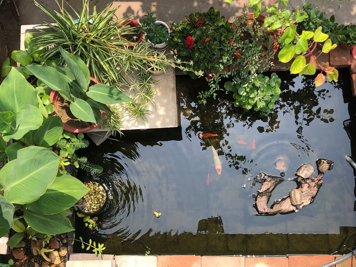 切身體會“魚池文化”，首先選購一款上好的魚池過濾器