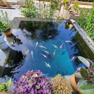 濟寧藝水芳源魚池過濾器客戶實地效果展示