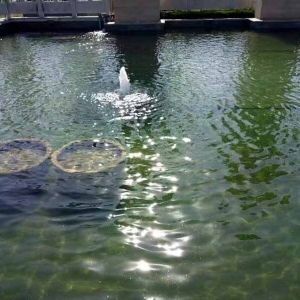 魚池過濾器客戶實地效果展示